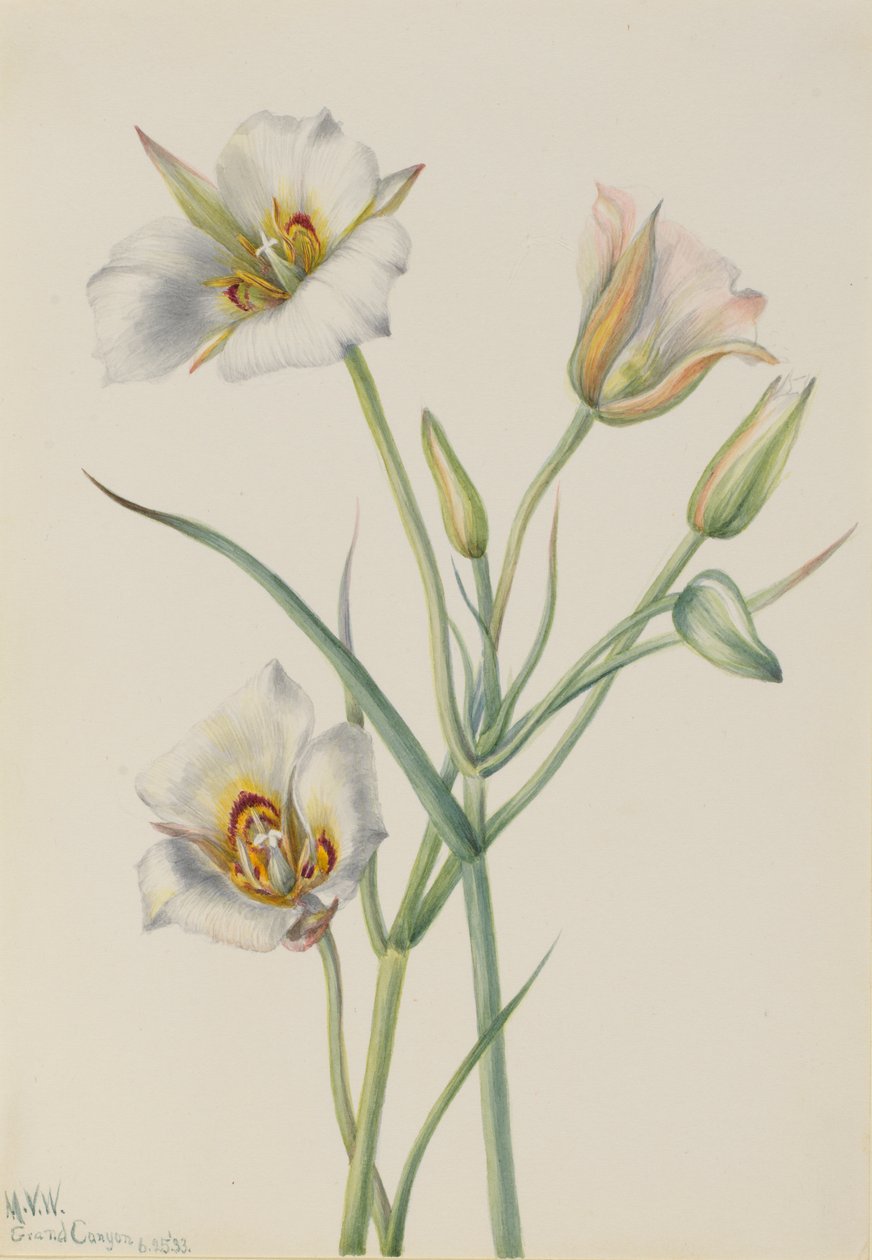 Segolilja (Calochortus nuttallii) av Mary Vaux Walcott