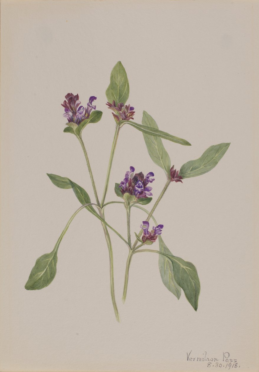 Självläkning Prunella vulgaris, 1918. av Mary Vaux Walcott