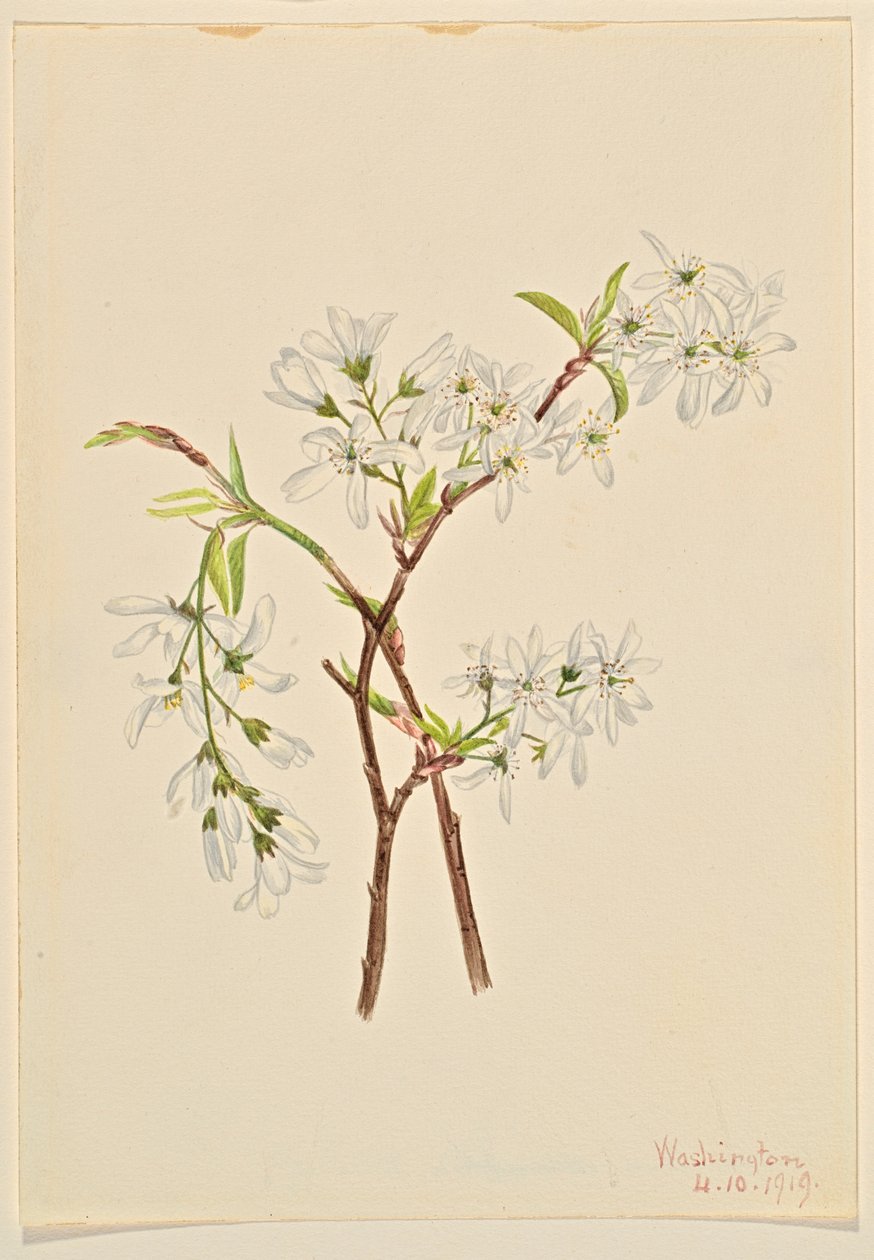 Shadbuske (Amelianchier oblongifolia) av Mary Vaux Walcott