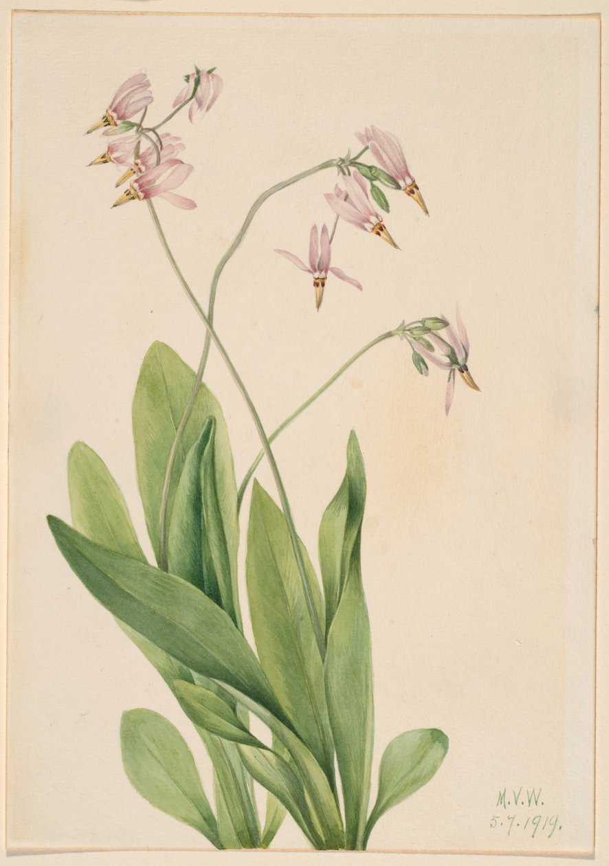 Stjärnskott (Dodecatheon meadia) av Mary Vaux Walcott