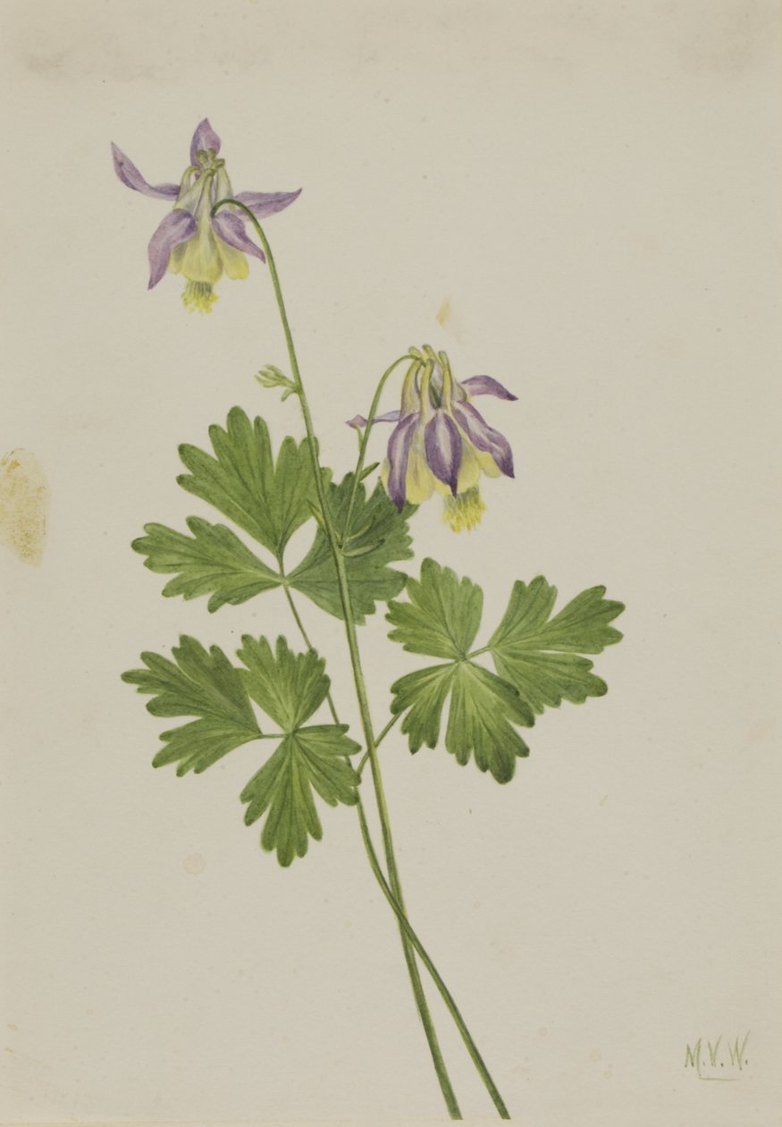 Kortbladig akleja (Aquilegia brevistyla) av Mary Vaux Walcott