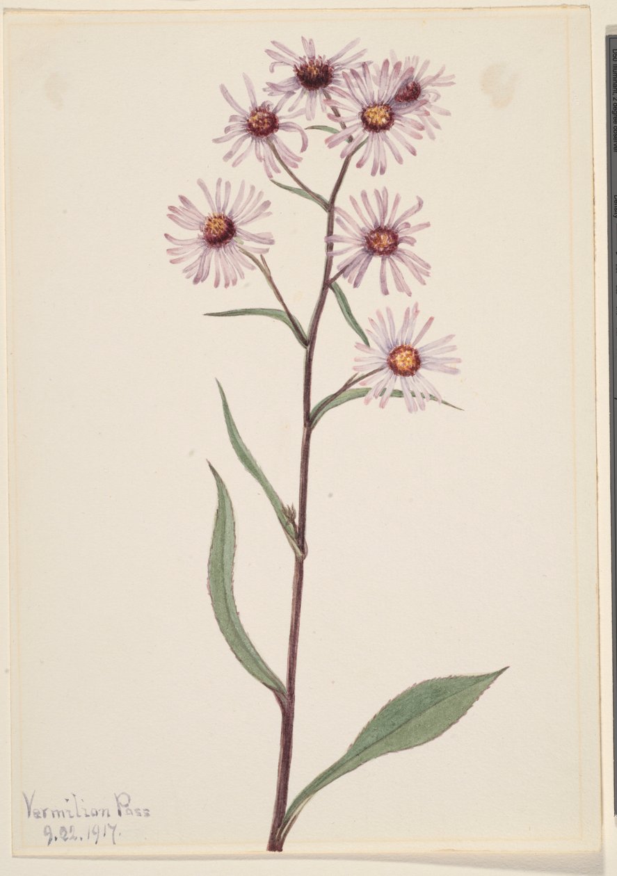 Praktaster (Aster conspicuus) av Mary Vaux Walcott