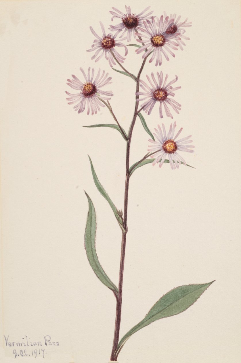 Sköna Aster Sköna Aster, 1917. av Mary Vaux Walcott