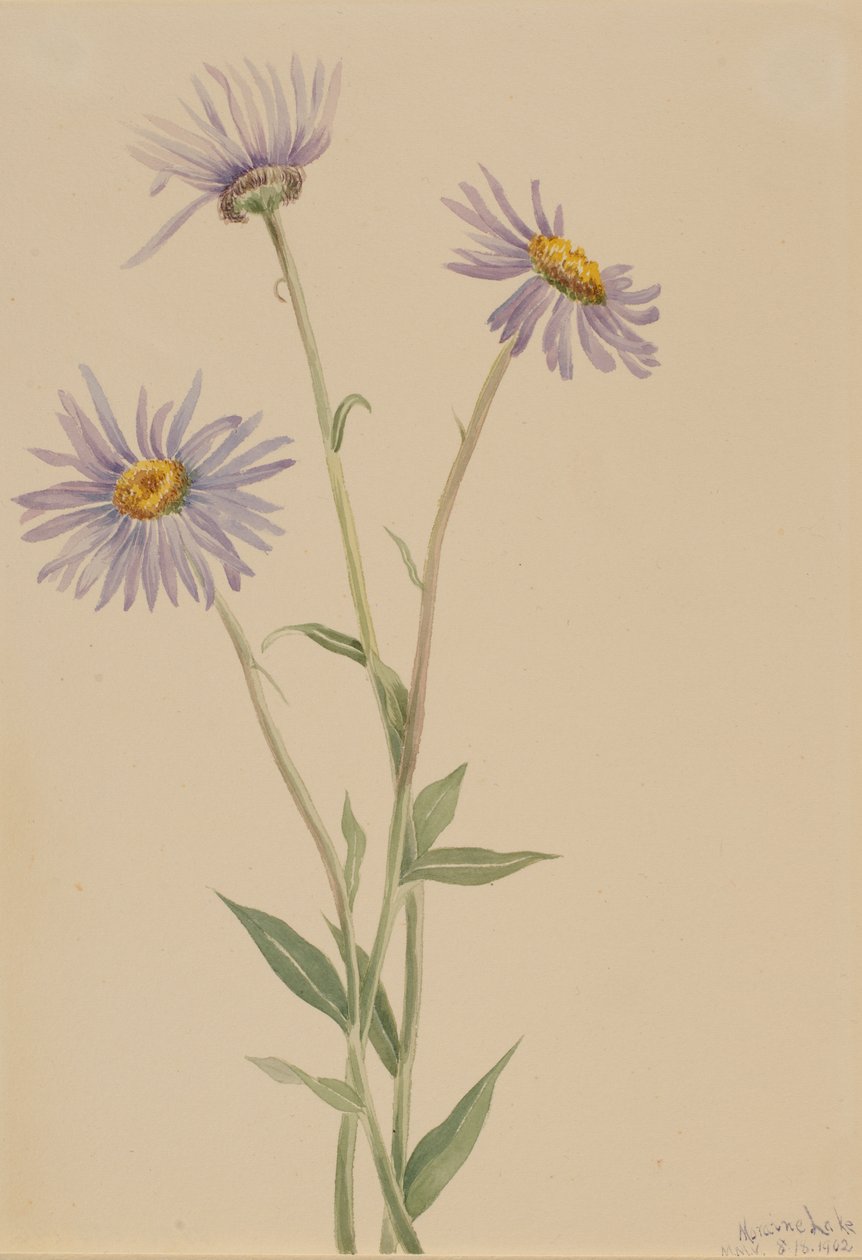 Stor blåklocka (Erigeron salsuginosus) av Mary Vaux Walcott