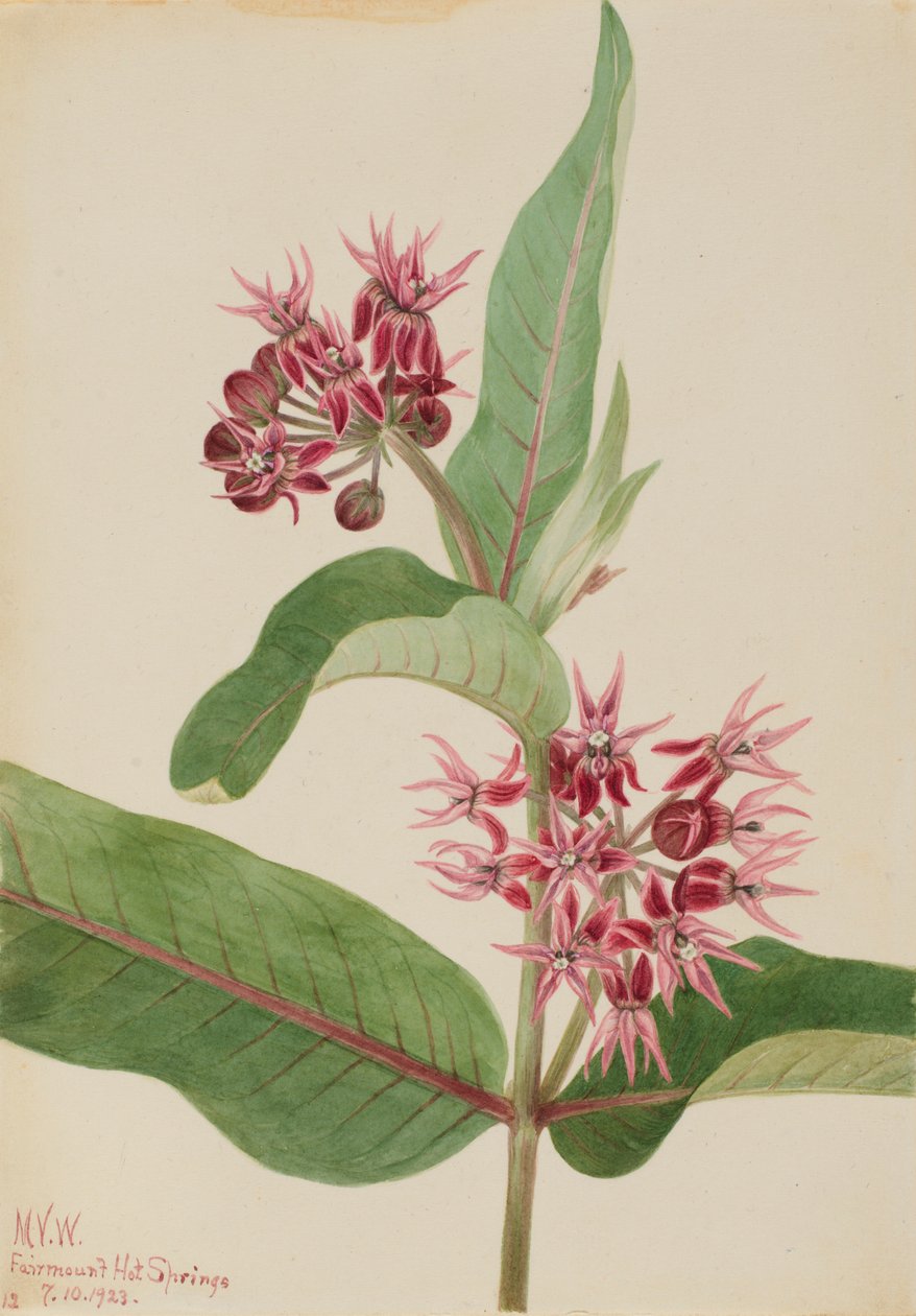 Mjölkört (Asclepias speciosa) av Mary Vaux Walcott