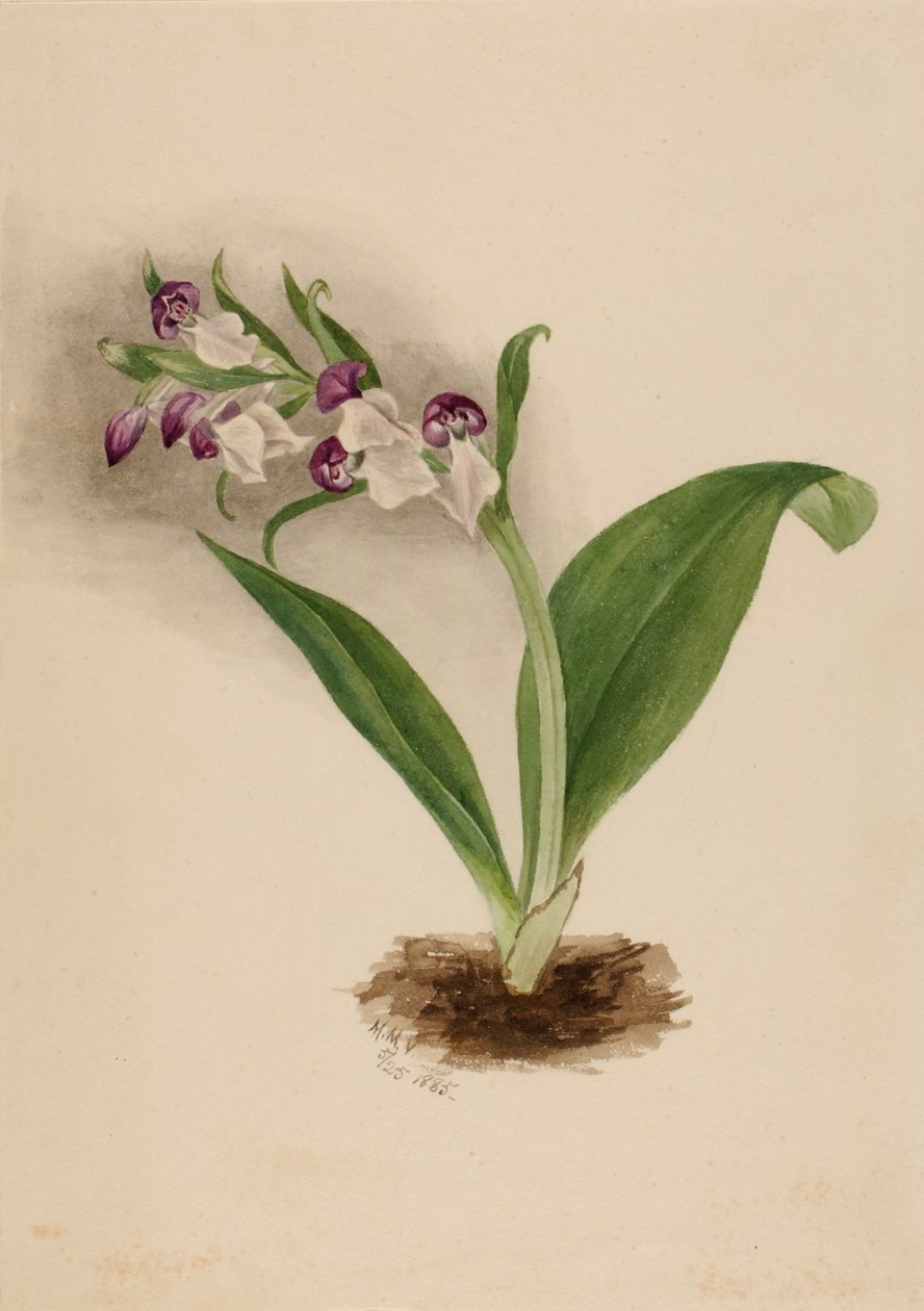 Prunkande orkidéer (Orchis spectabilis) av Mary Vaux Walcott