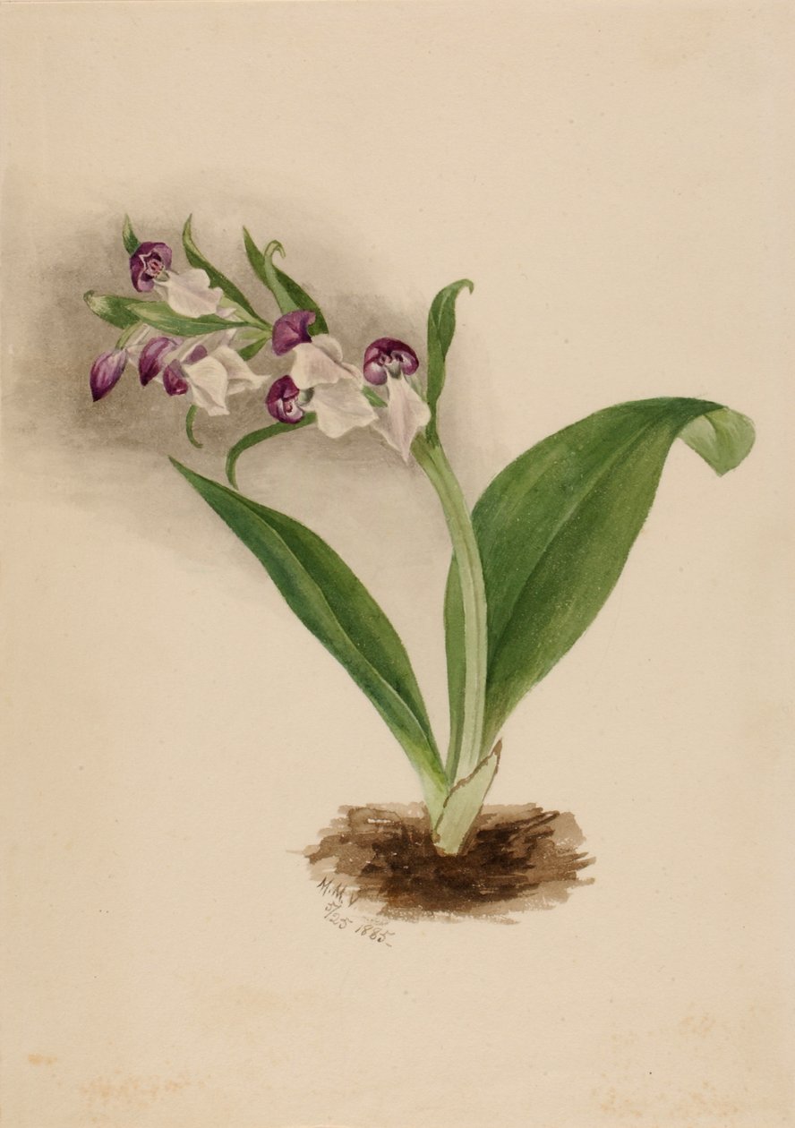 Sköna orkidéer Orchis spectabilis, 1885. av Mary Vaux Walcott