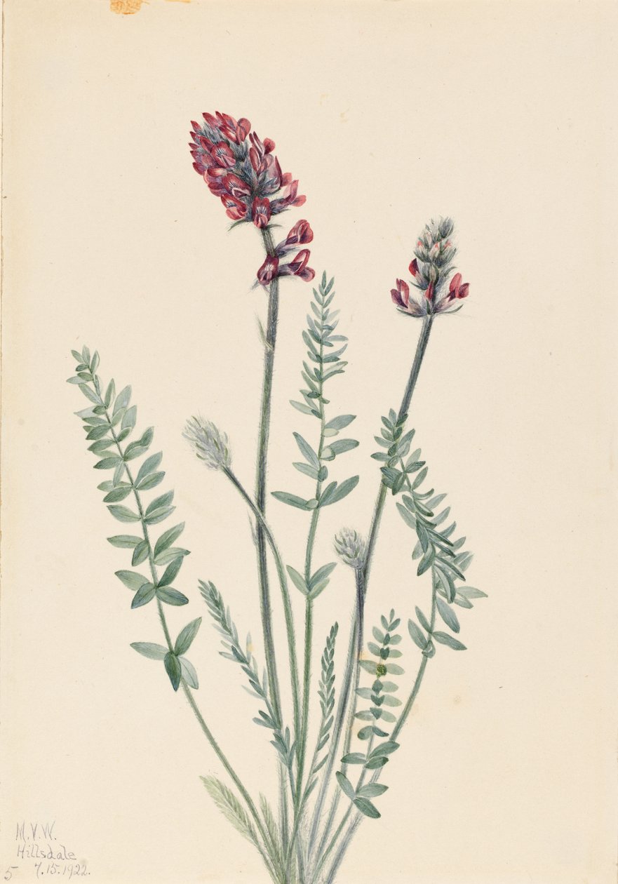 Praktfull oxytrop (Oxytropis splendens) av Mary Vaux Walcott