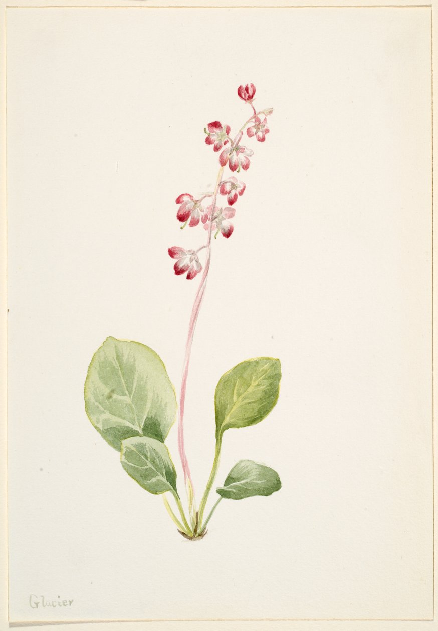 Praktfull pyrolla (Pyrola asarifolia) av Mary Vaux Walcott