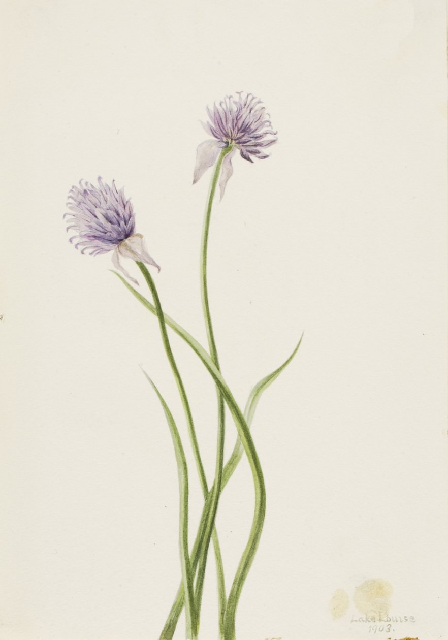 Sibirisk lök Allium sibericum, 1903. av Mary Vaux Walcott