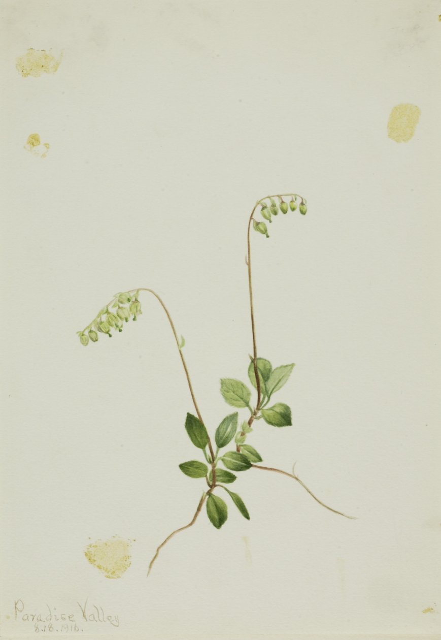 Sidoklockor Pyrola (Pyrola secunda) av Mary Vaux Walcott