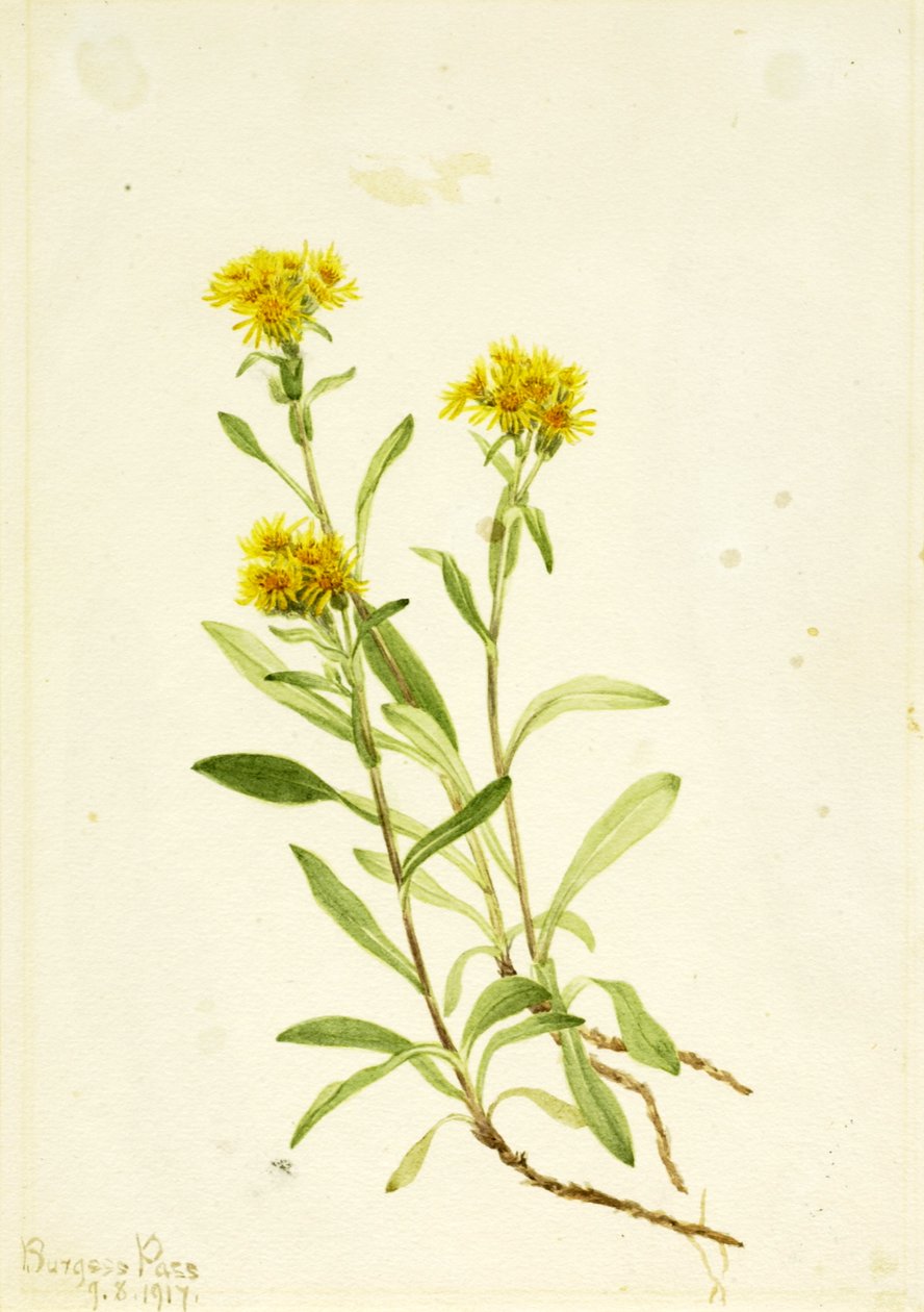 Sidosadel guldrod, 1917. av Mary Vaux Walcott