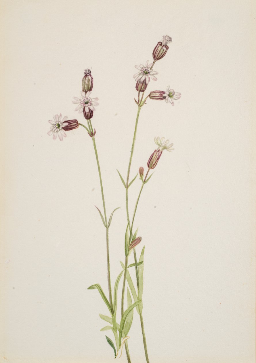 Silene multicaulis, ca. 1900-1920. av Mary Vaux Walcott