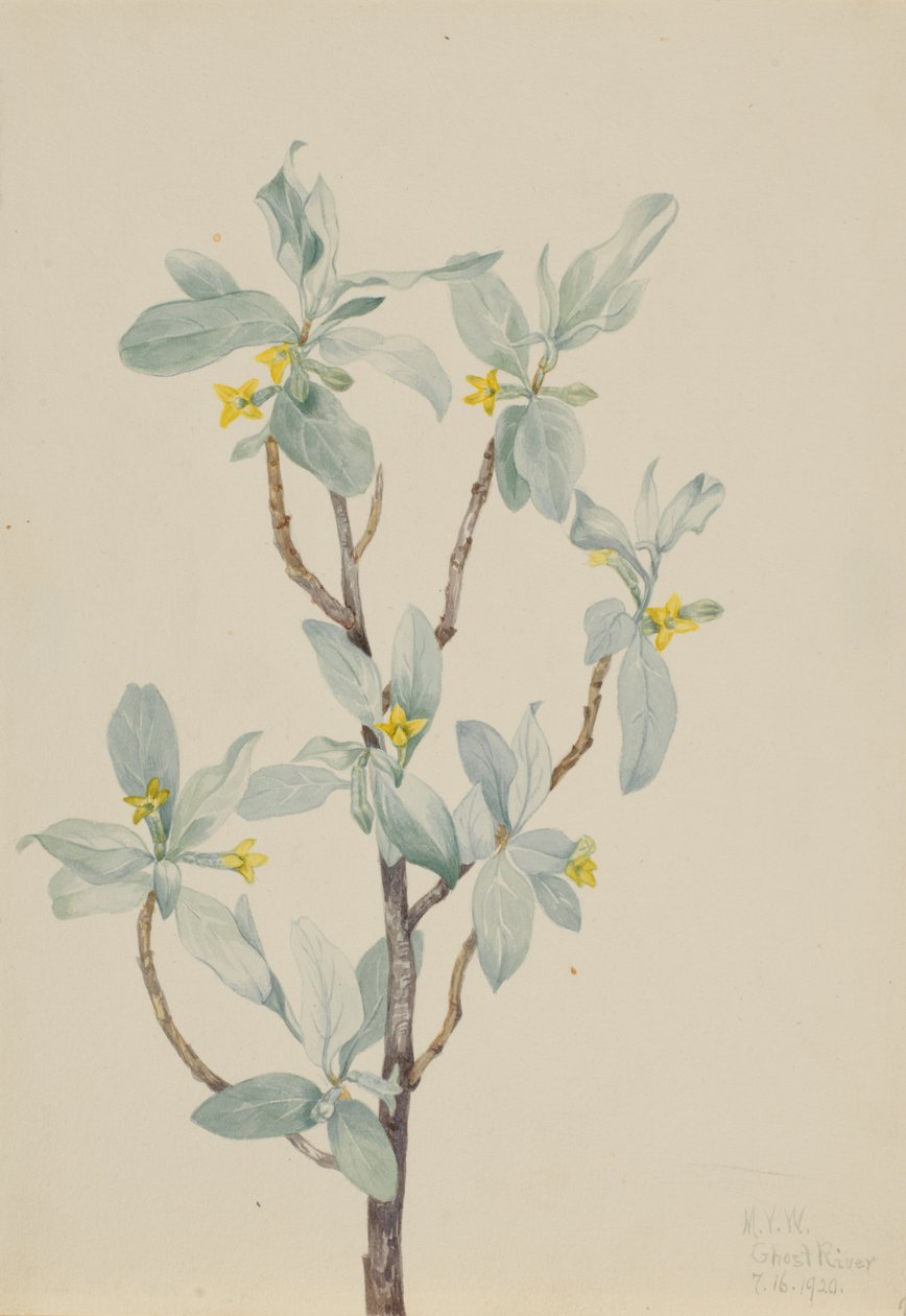 Silverbär (Elaeagnus commutata) av Mary Vaux Walcott