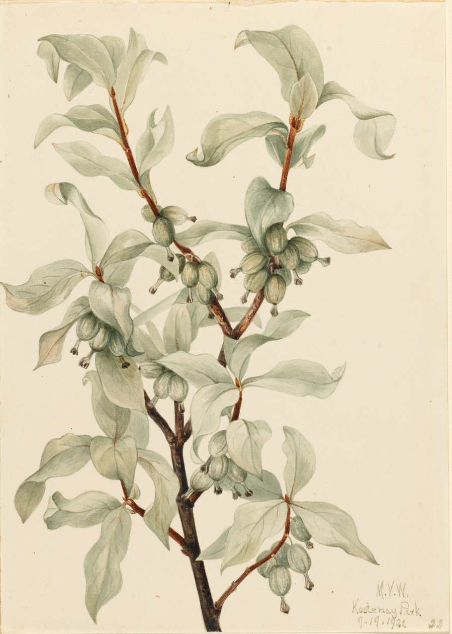 Silverbär (Elaeagnus commutata) av Mary Vaux Walcott