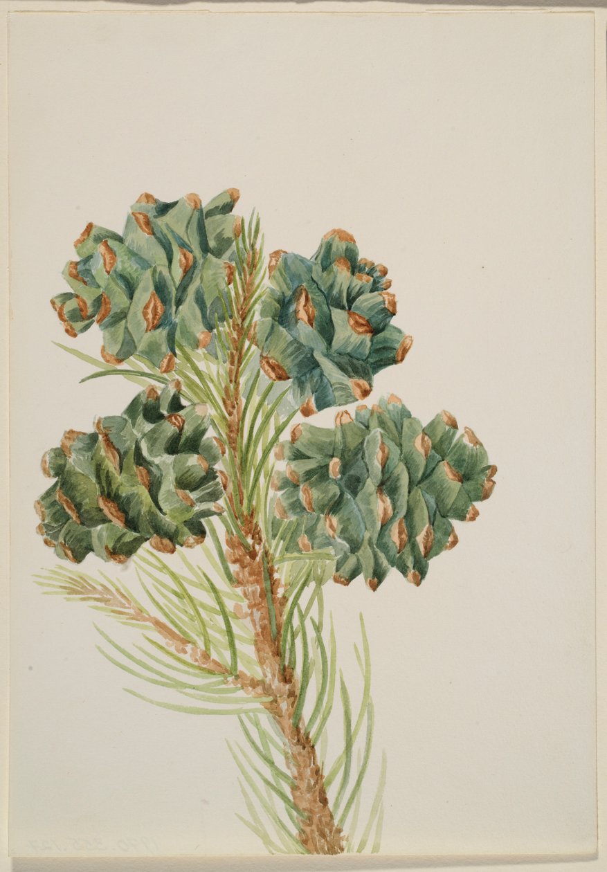 Enbladig tall (Pinus monophylla) av Mary Vaux Walcott