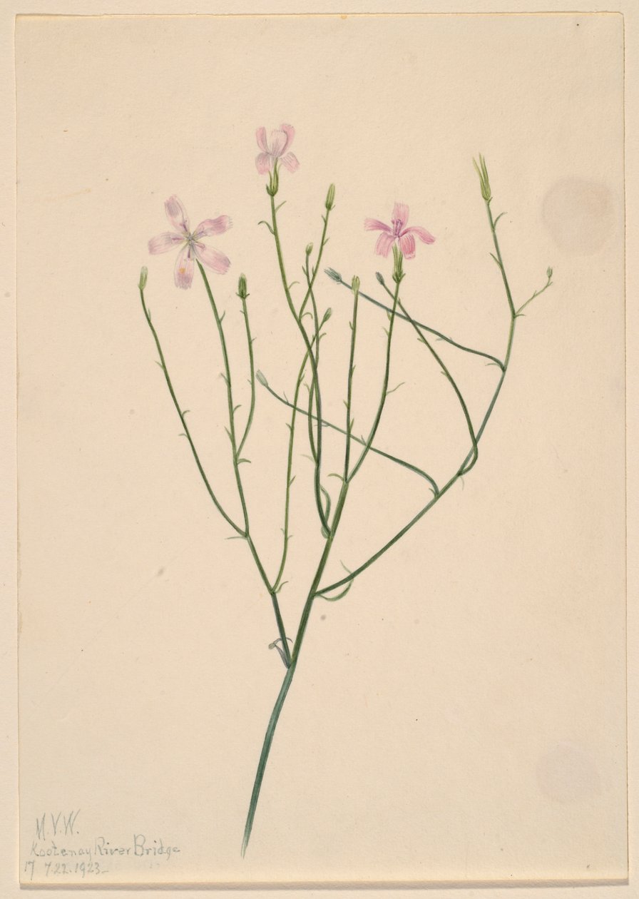 Skelettblomma (Lygodesmia juncea) av Mary Vaux Walcott