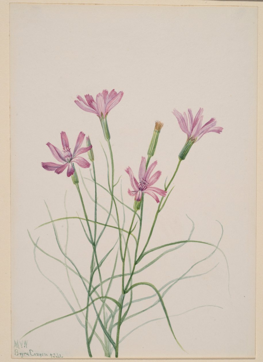 Skelettgräs (Lygodesmia grandiflora) av Mary Vaux Walcott