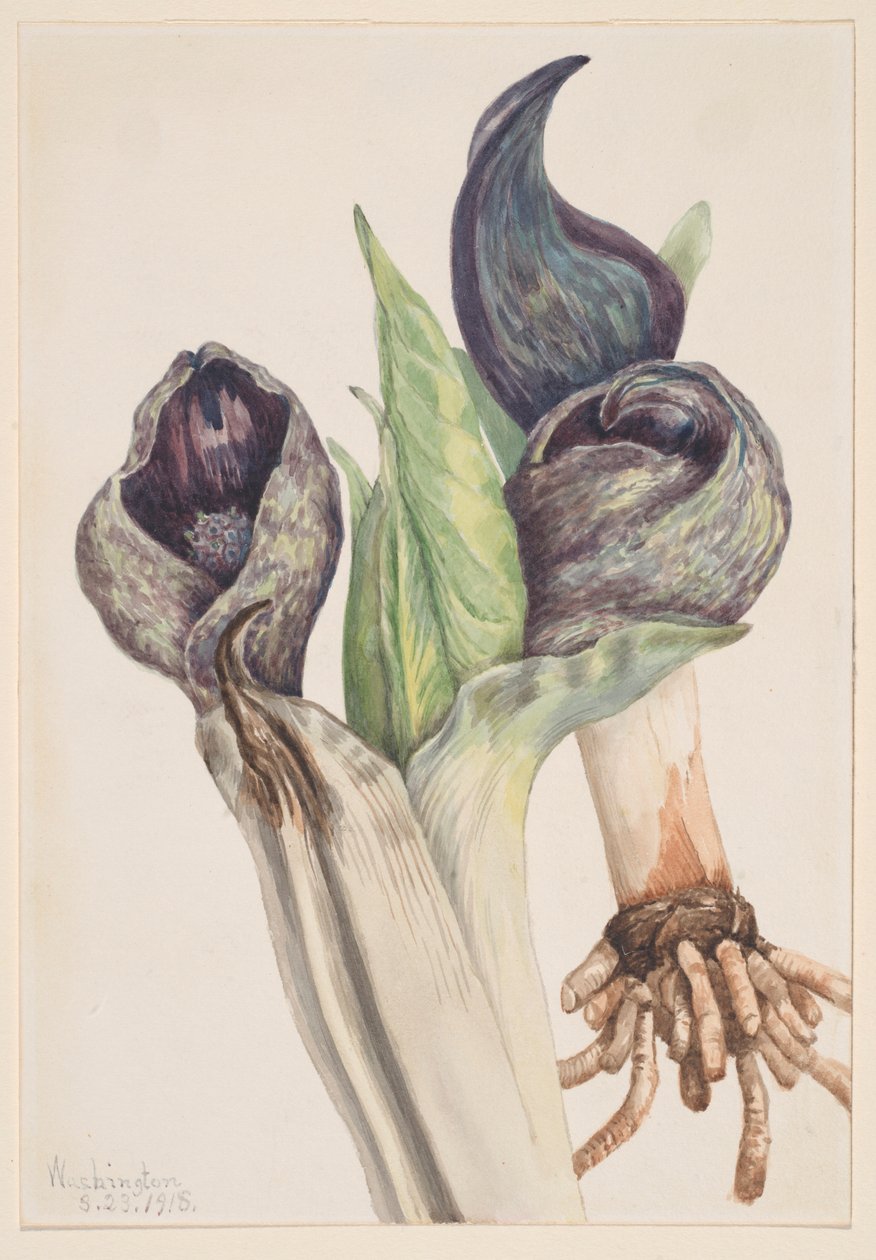 Skunkkål (Spathyema foetida) av Mary Vaux Walcott
