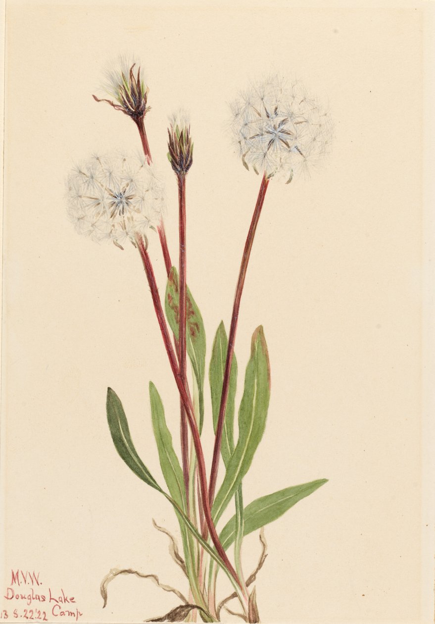 Smal agoseris (Agoseris gracilens) av Mary Vaux Walcott