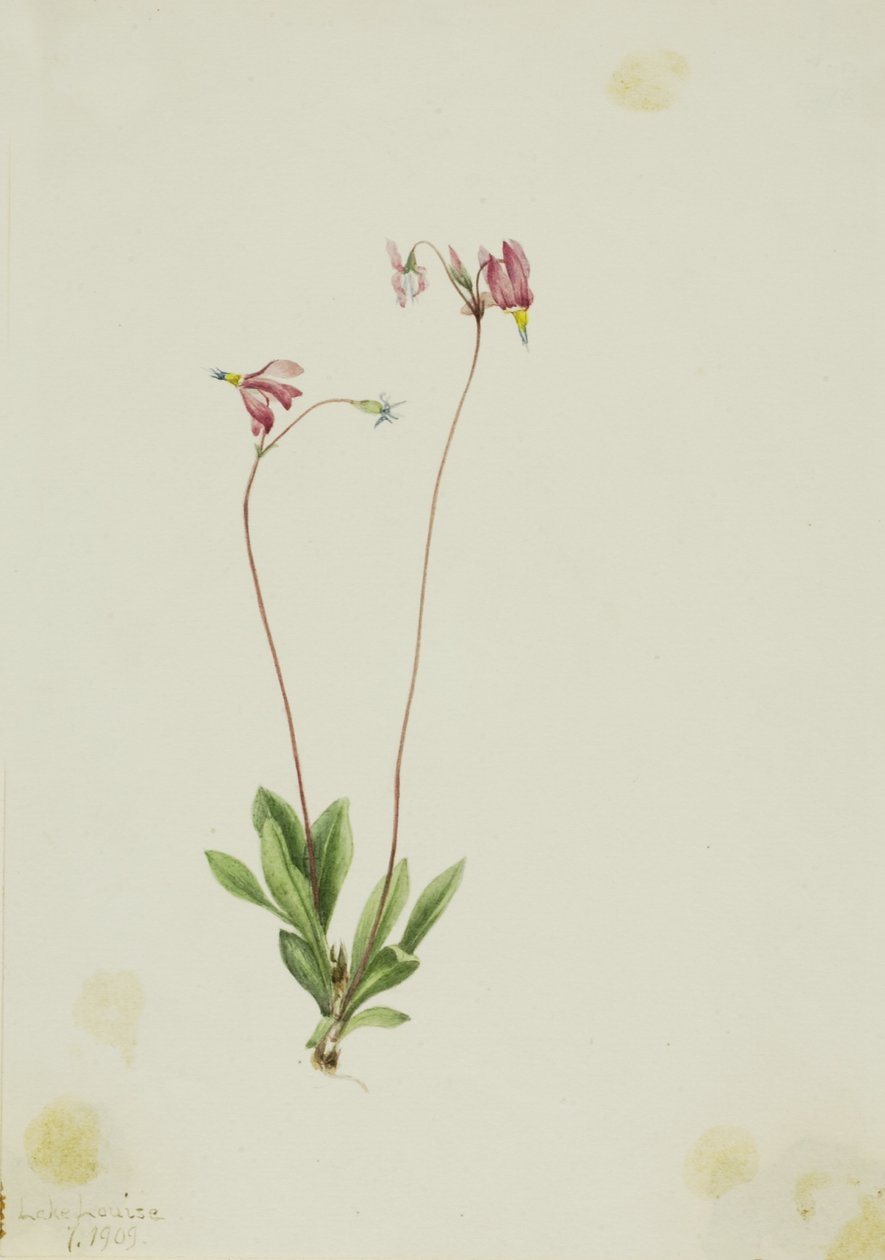 Smal skogsstjärna (Dodecatheon pauciflorum) av Mary Vaux Walcott
