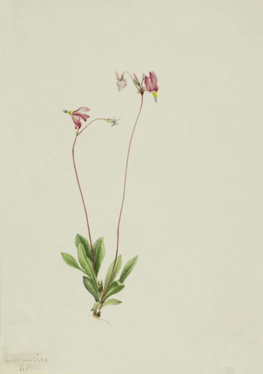 Slank stjärnskott Dodecatheon pauciflorum, 1909. av Mary Vaux Walcott