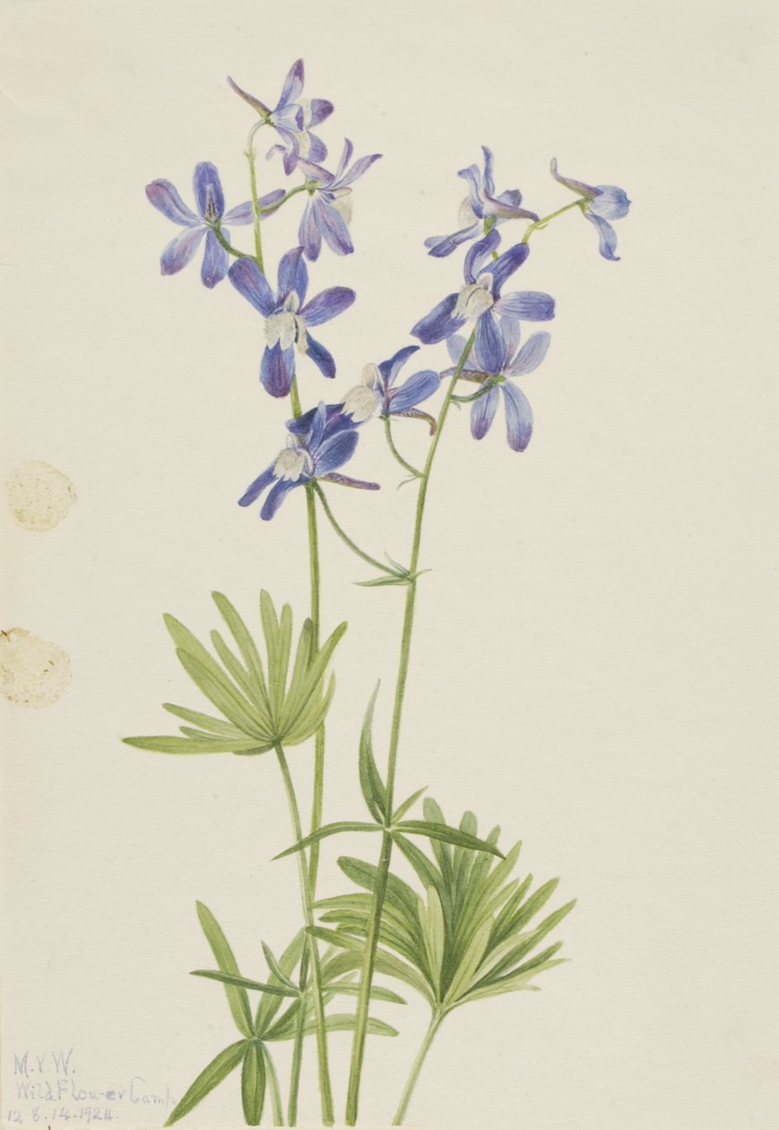 Smal riddarsporre (Delphinium depauperatum) av Mary Vaux Walcott