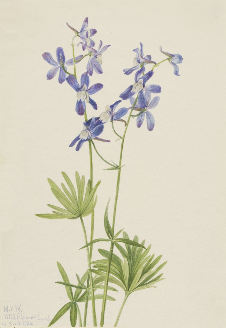 Slim Larkspur Dolphin utarmad, 1924. av Mary Vaux Walcott