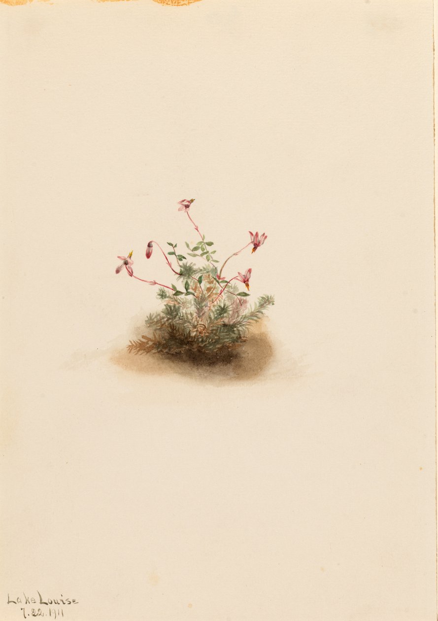 Små tranbär (Oxycoccus palustris) av Mary Vaux Walcott