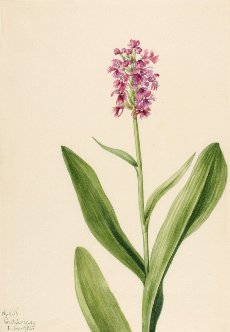 Liten lila fransorkidé Habenaria psychodes, 1932. av Mary Vaux Walcott