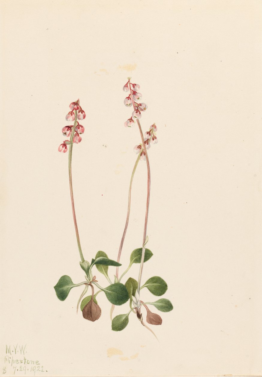 Liten pyrola (Pyrola minor) av Mary Vaux Walcott