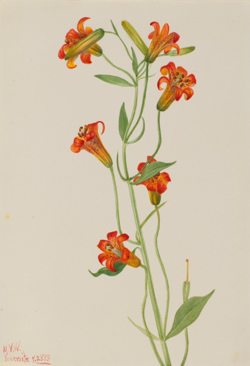 Liten tigerlilja Lilium parvum, 1933. av Mary Vaux Walcott