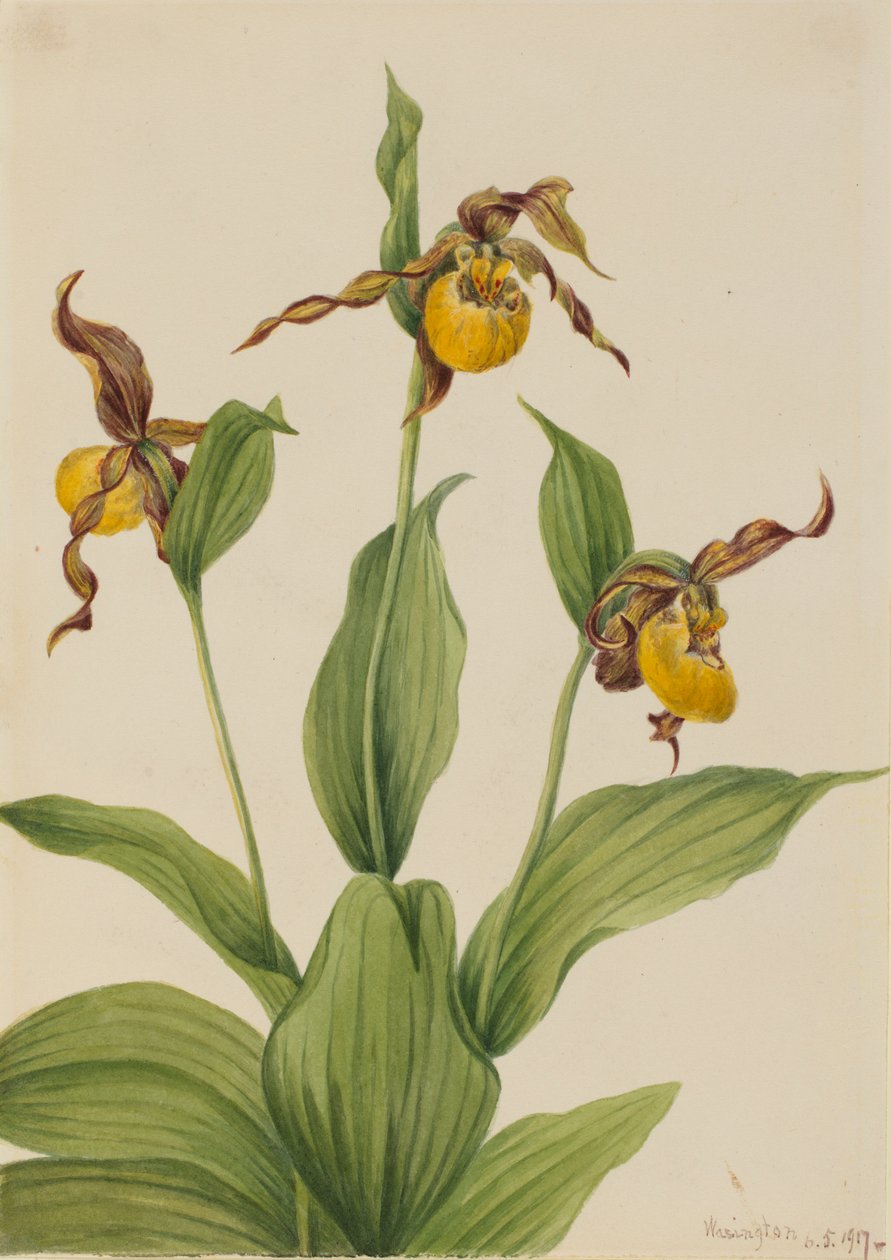 Liten gul ladyslipper (Cypripedium parviflorum) av Mary Vaux Walcott
