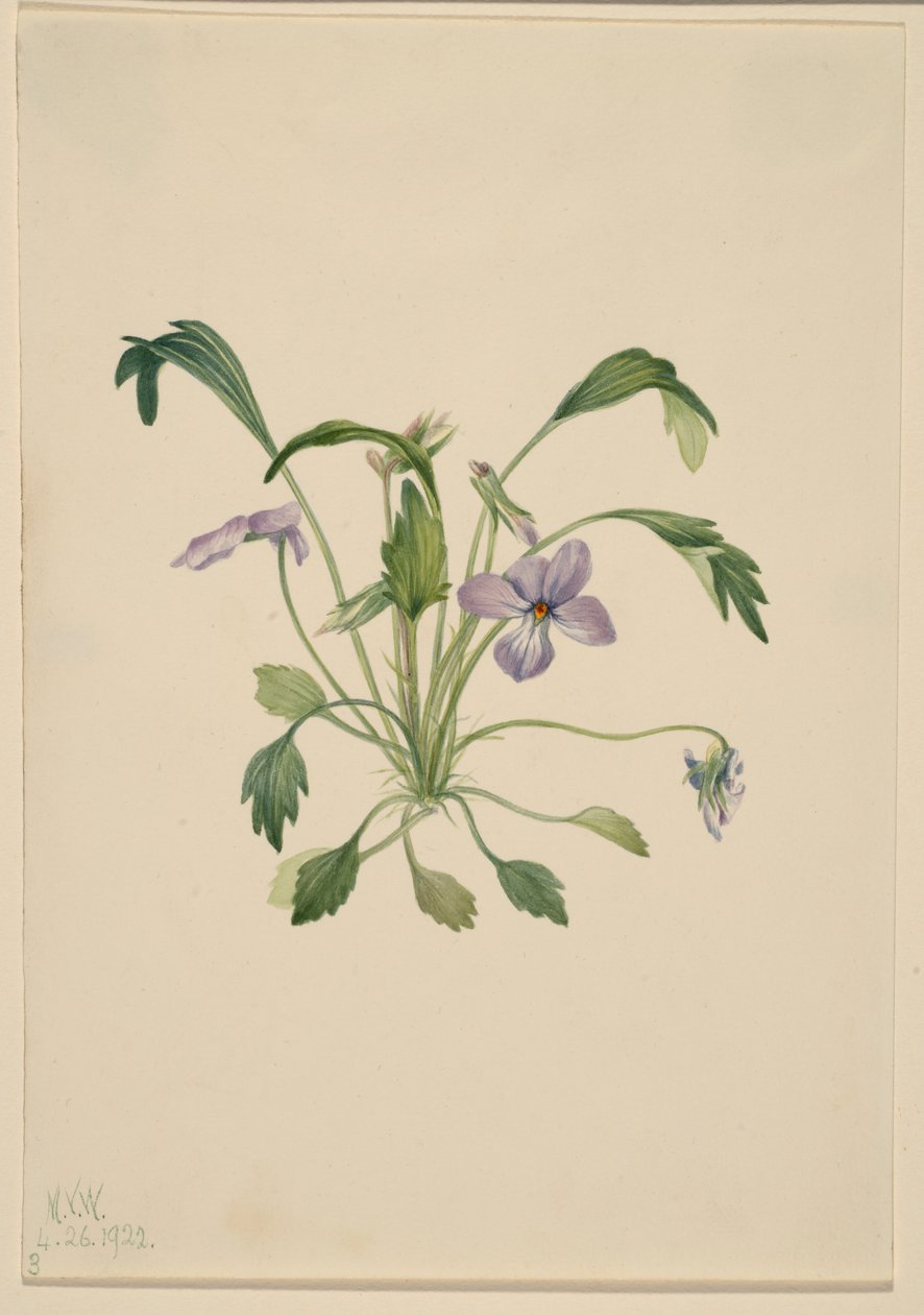Sydlig fågelfotviol (Viola digitata) av Mary Vaux Walcott
