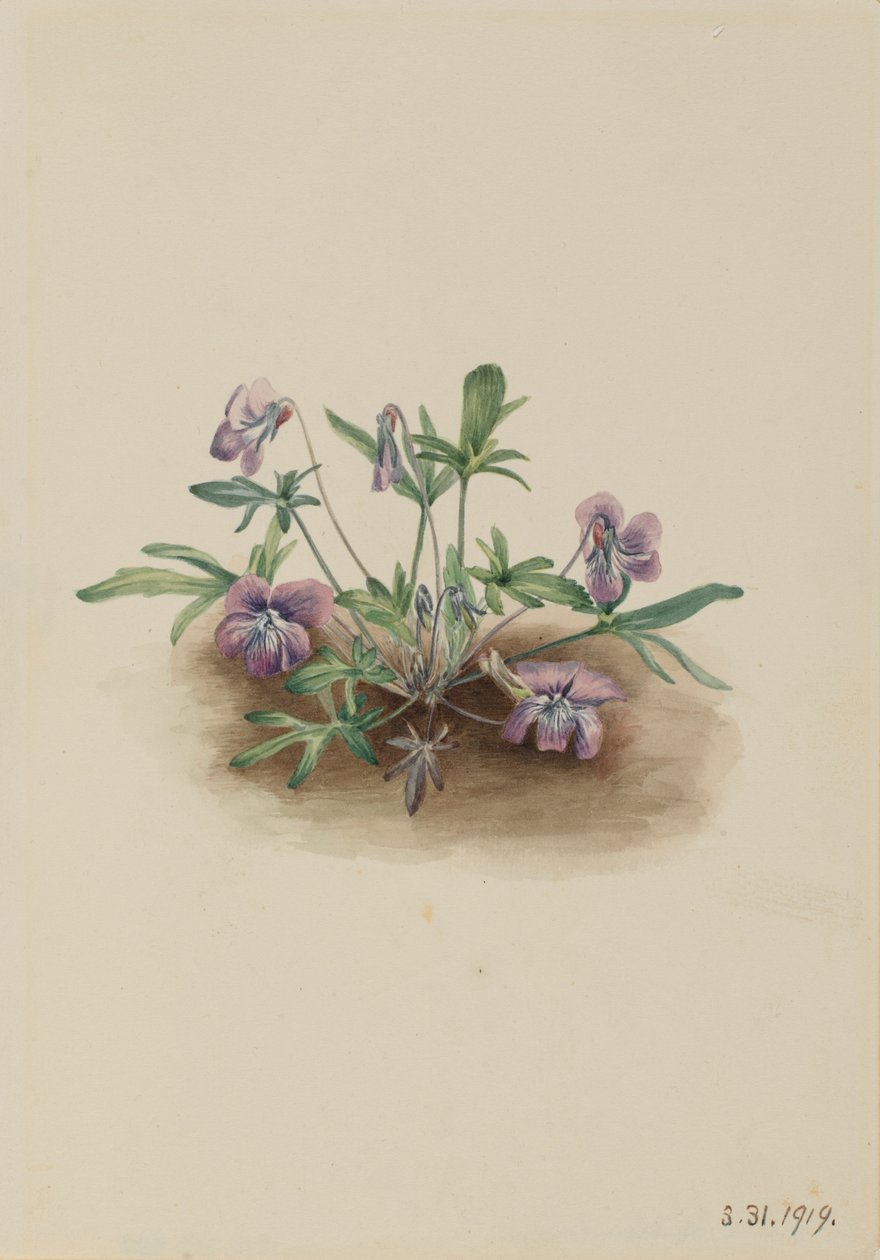 Sydkustens viol (Viola septemloba) av Mary Vaux Walcott