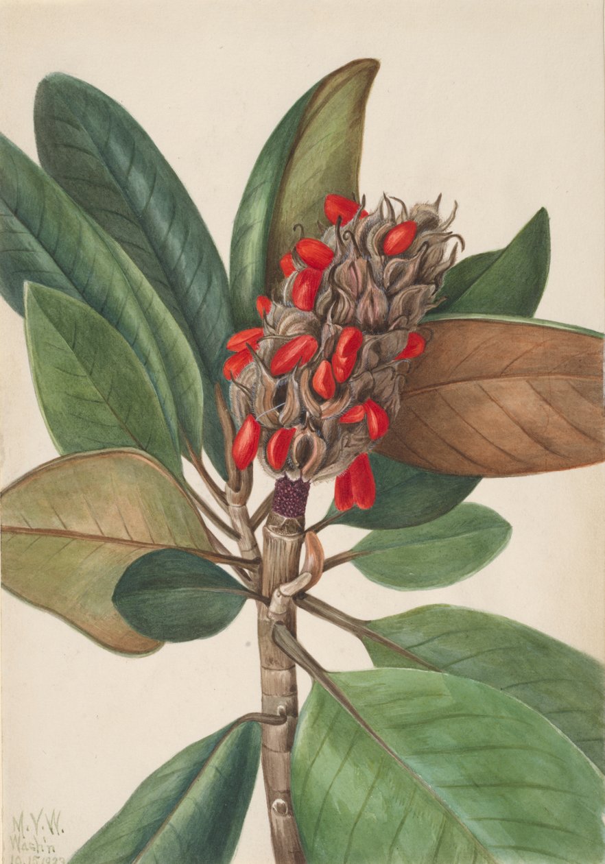 Södra Magnolia Magnolia grandiflora, 1923. av Mary Vaux Walcott
