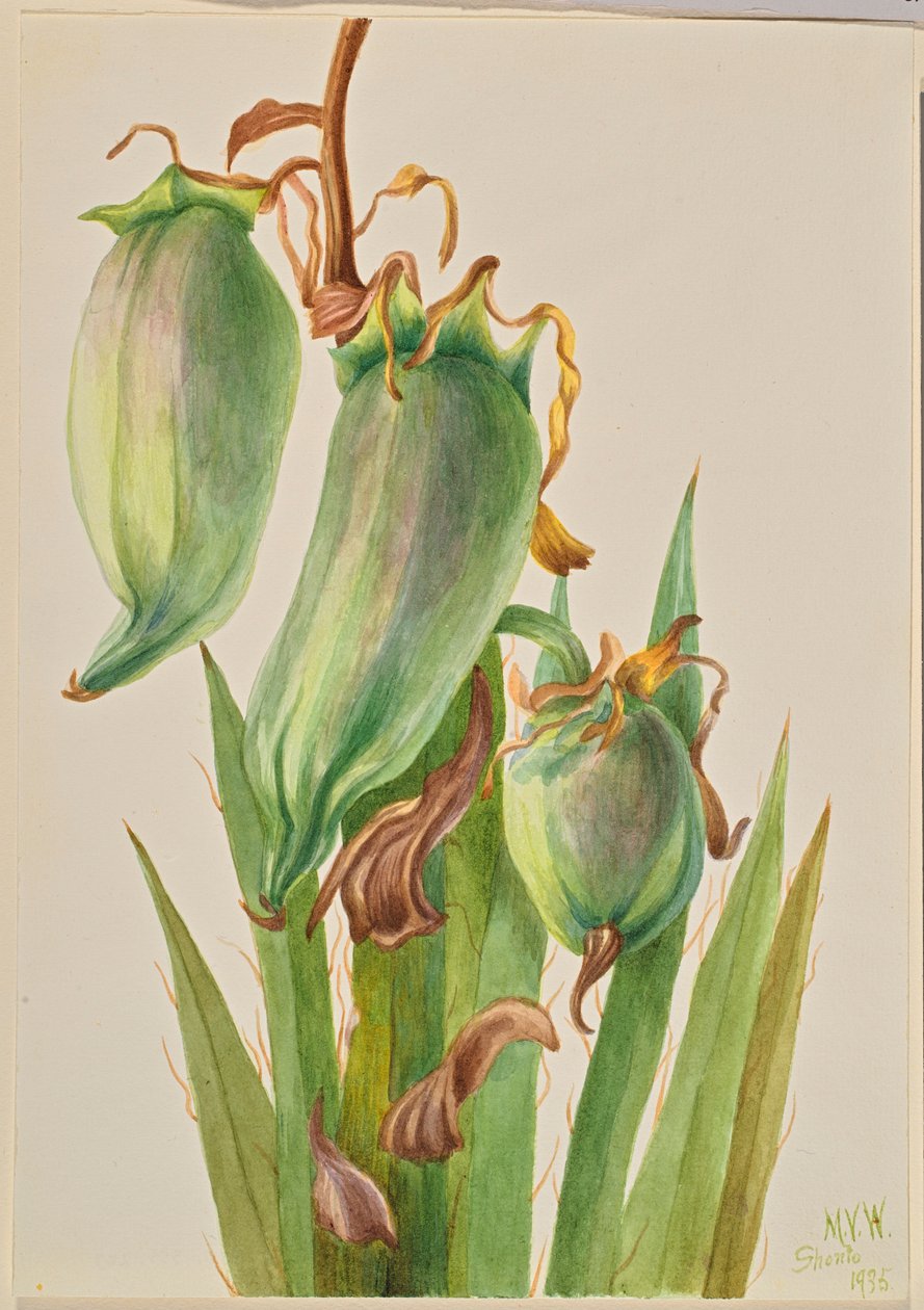 Spansk bajonett (Yucca baccata) av Mary Vaux Walcott