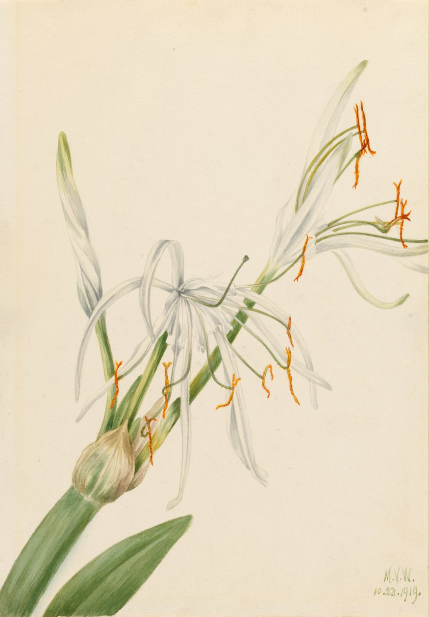 Spindellilja (Hymenocallis rotata) av Mary Vaux Walcott