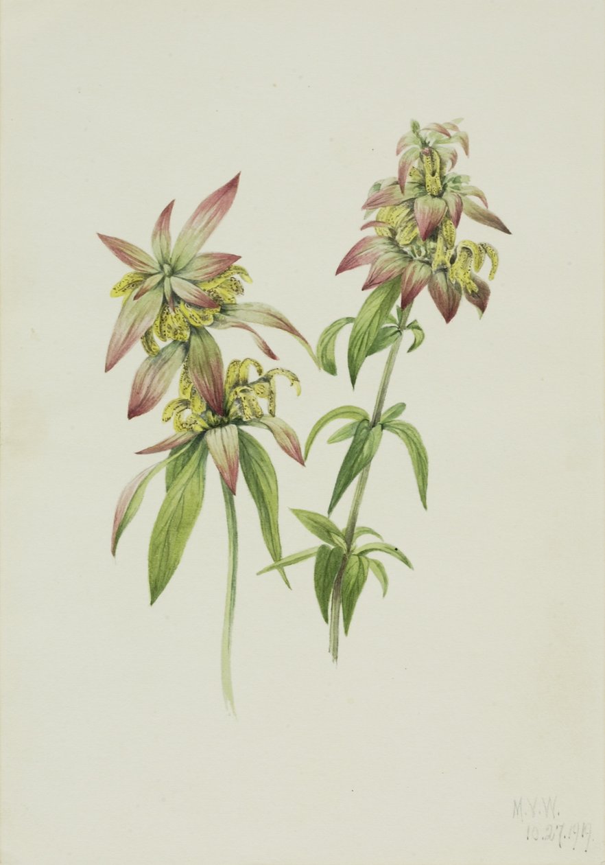 Fläckig biebalsam (Monarda punctata) av Mary Vaux Walcott