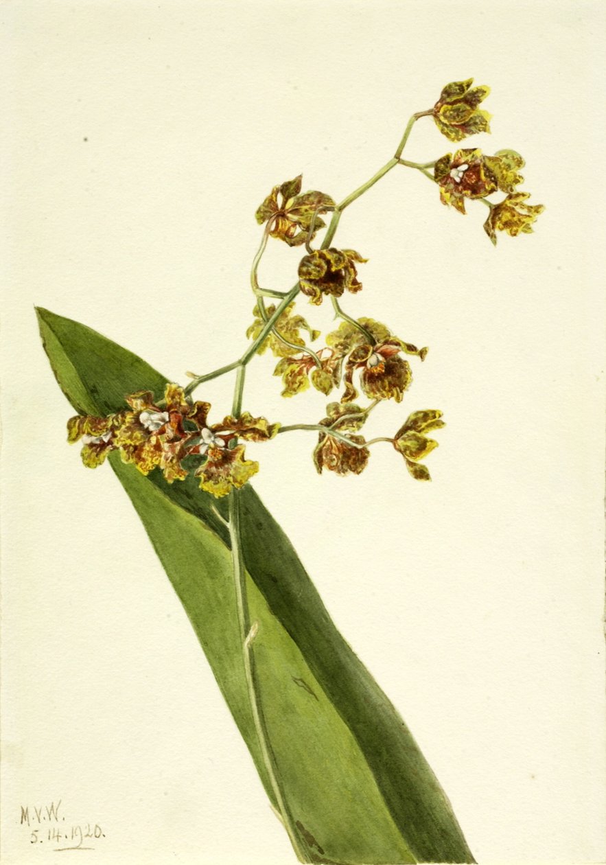 Fläckig Cyrtopodium Cyrtopodium punctatum, 1920. av Mary Vaux Walcott