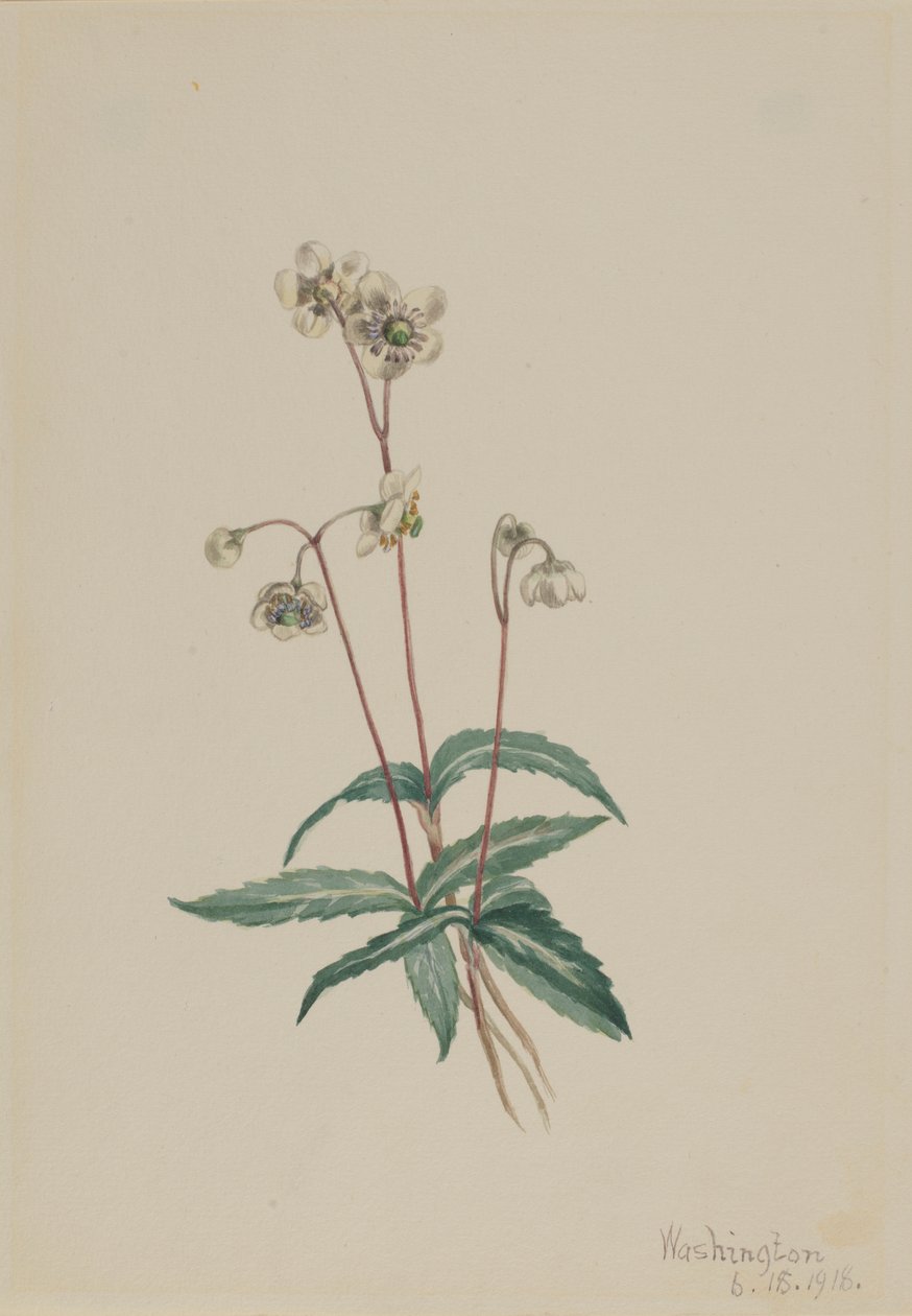 Fläckig pipsissewa (Chimaphila maculata) av Mary Vaux Walcott