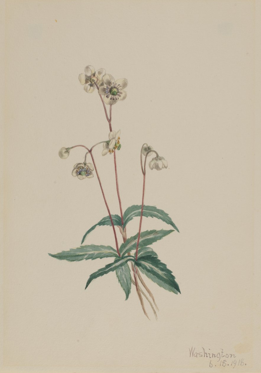 Fläckig Pipsissewa Chimaphila maculata, 1918. av Mary Vaux Walcott