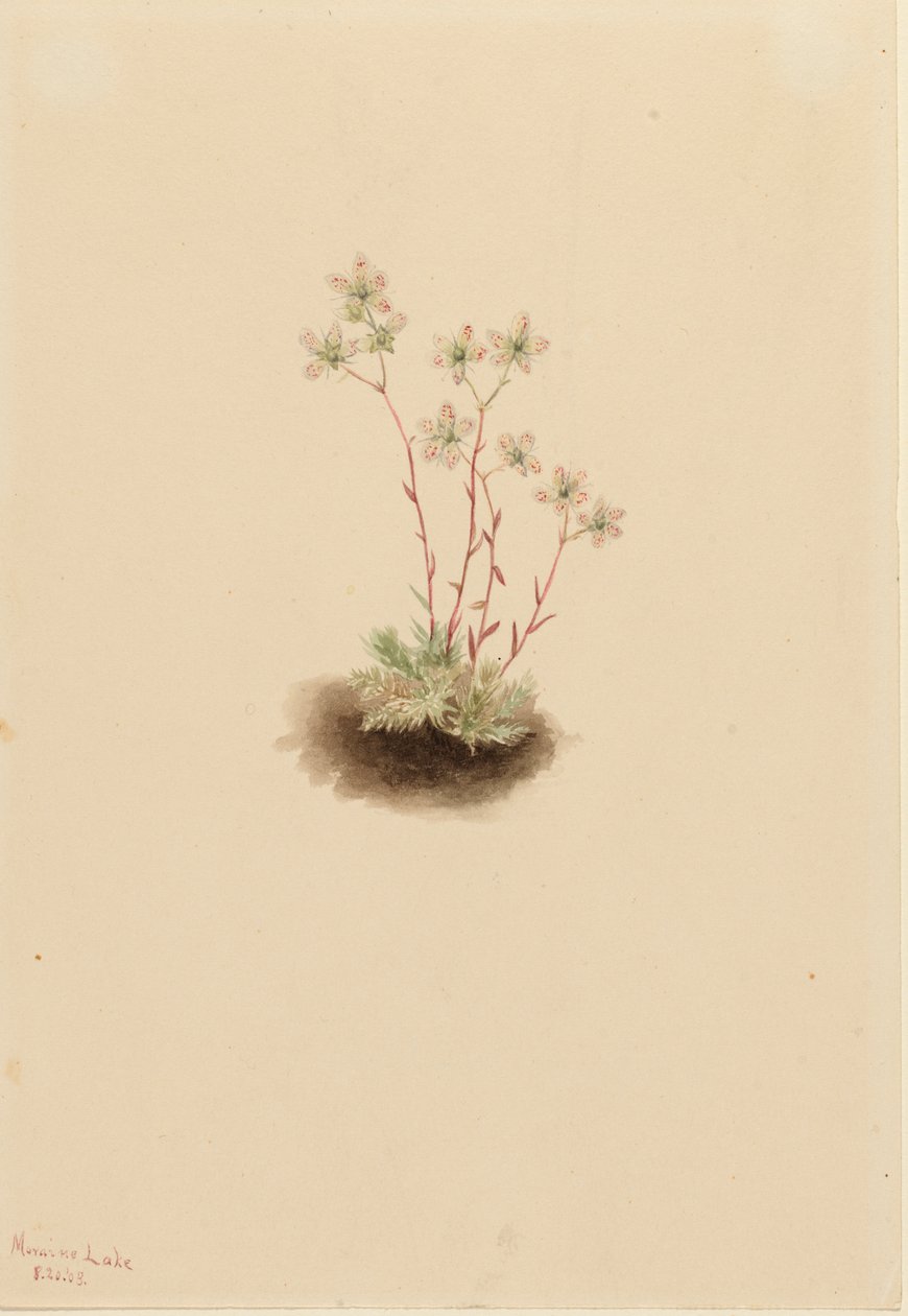 Fläckig saxifrage Saxifraga bronchialis, 1903. av Mary Vaux Walcott