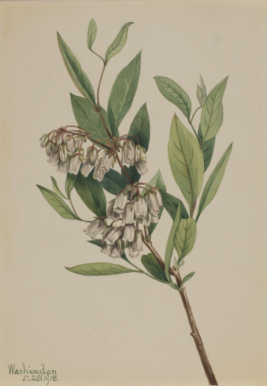 Staggerbuske (Pieris mariana) av Mary Vaux Walcott