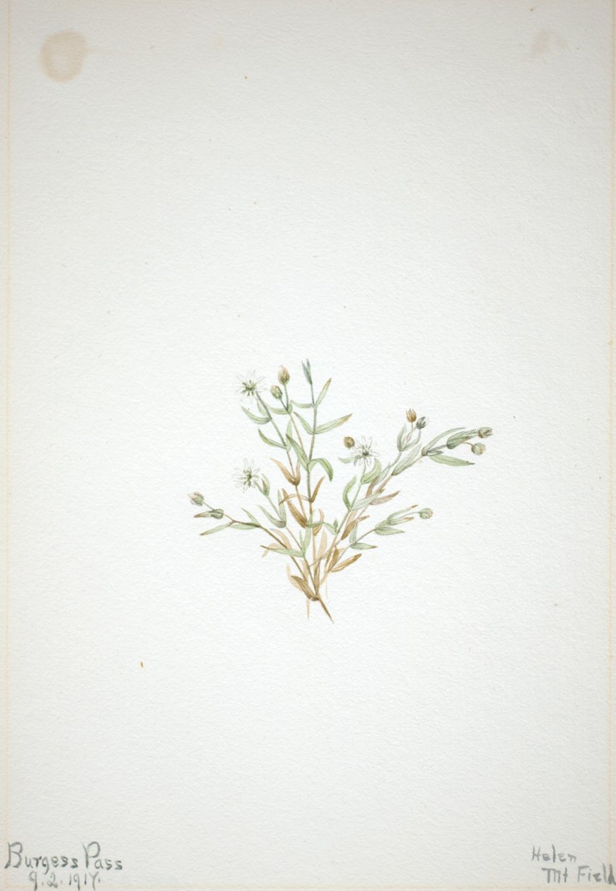 Stelleria leata av Mary Vaux Walcott