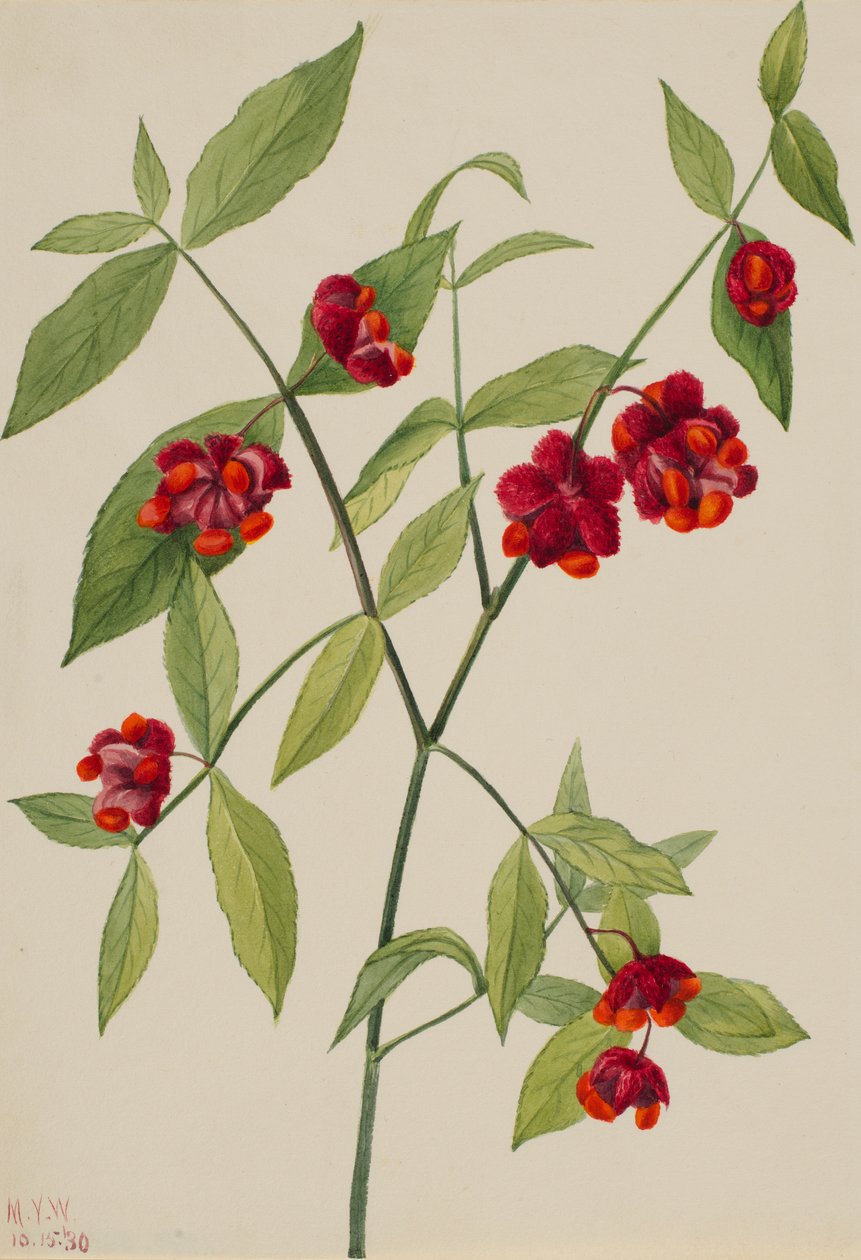 Jordgubbsbuske - "Hjärtan fyllda av kärlek" (Euonymus Americanus) av Mary Vaux Walcott