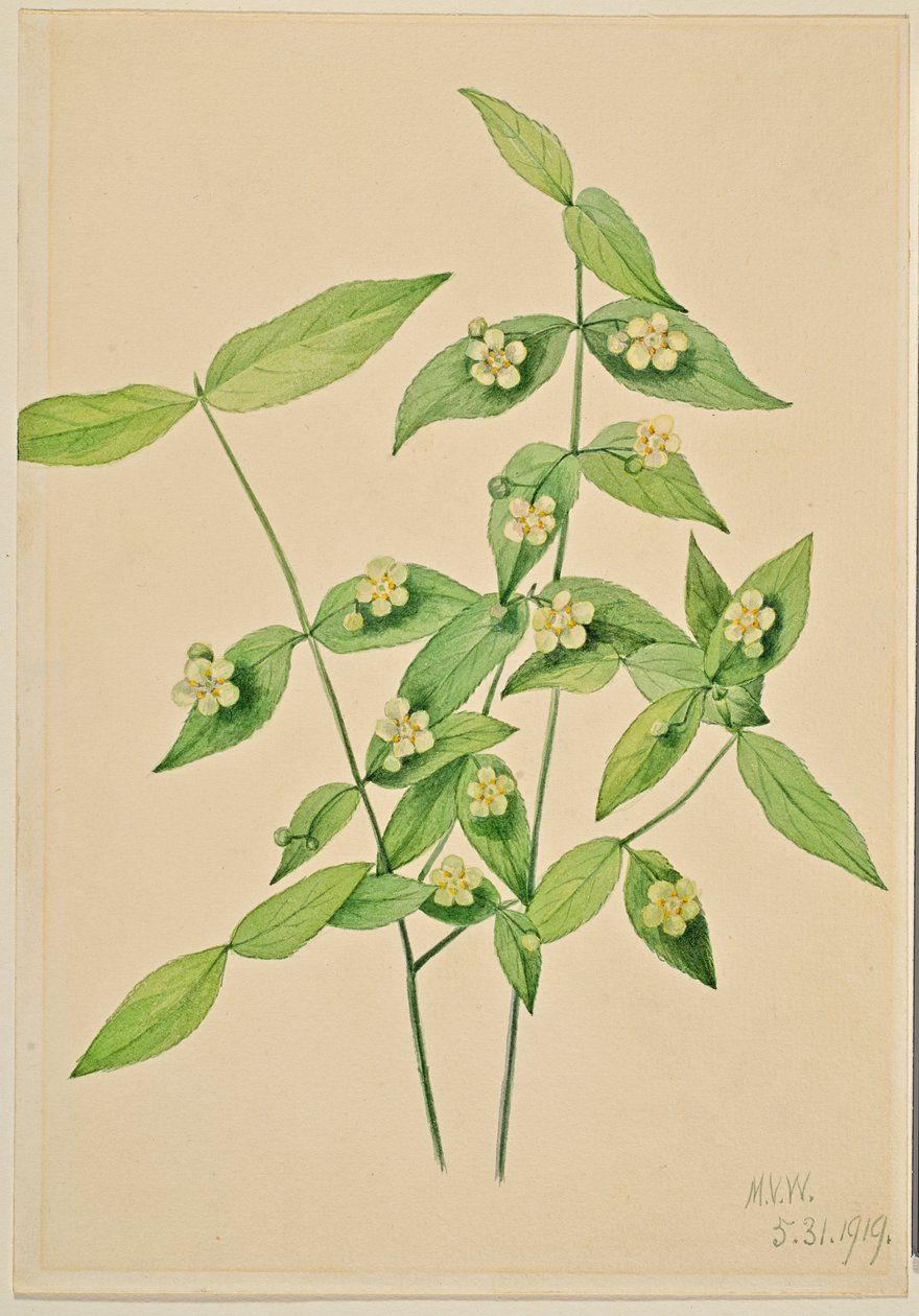 Jordgubbsbuske (Euonymus americanus) av Mary Vaux Walcott