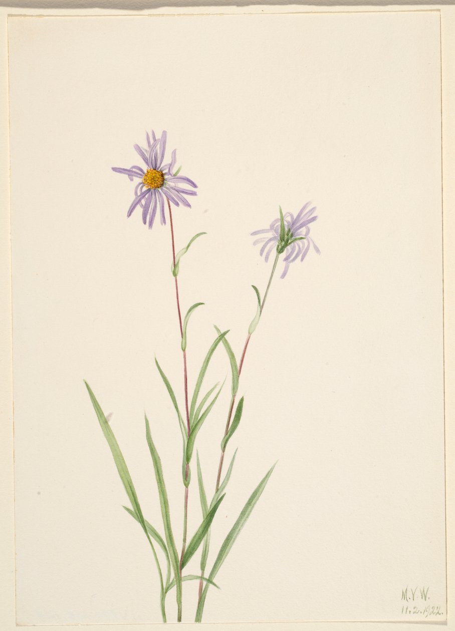 Träskaster (Aster paludosus) av Mary Vaux Walcott