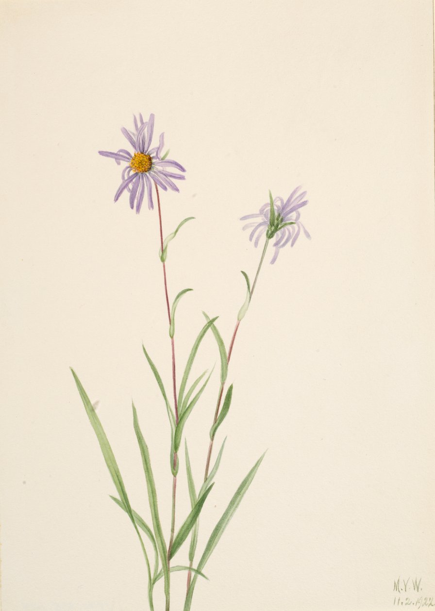 Swamp Aster Aster paludosus, 1922. av Mary Vaux Walcott