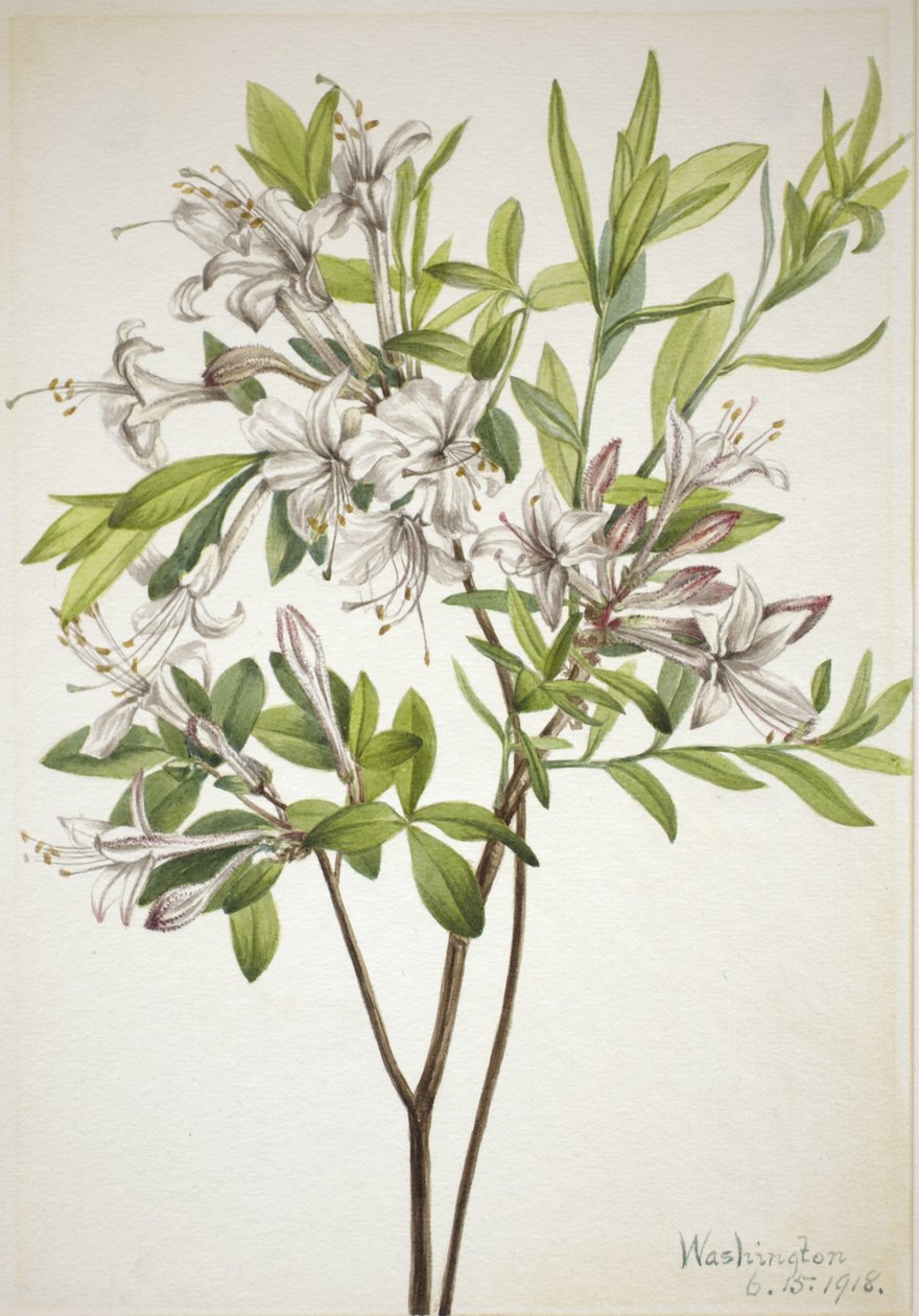 Träskazalea (Azalea viscosa) av Mary Vaux Walcott